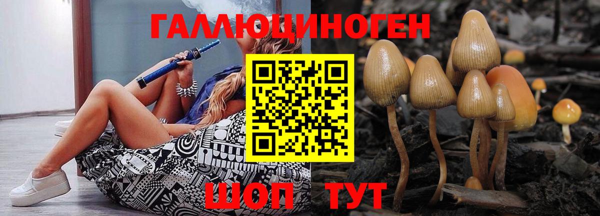 Псилоцибиновые грибы Psilocybe Краснотурьинск